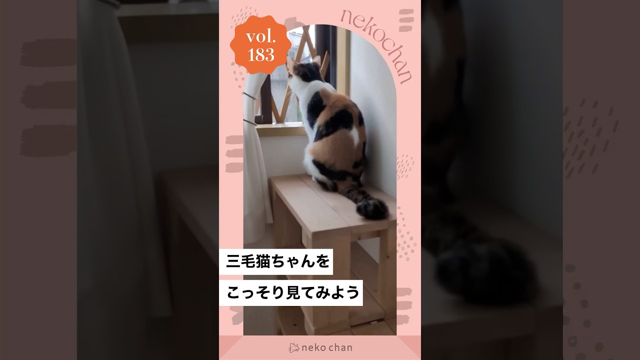 「三毛猫観察🔍」 #nekochan #猫 #ねこ #ねこのいる暮らし #ねこ部 #ilovemycat #catlover  #三毛猫（VOICEVOX Nemo）