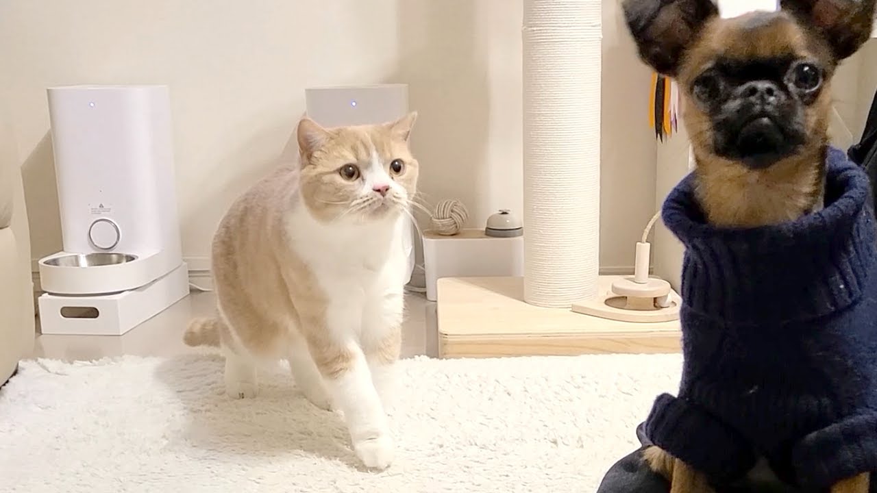 初めてわんちゃんと対面した温室育ちの猫がおっかなびっくりになっちゃった件【スコティッシュフォールド】
