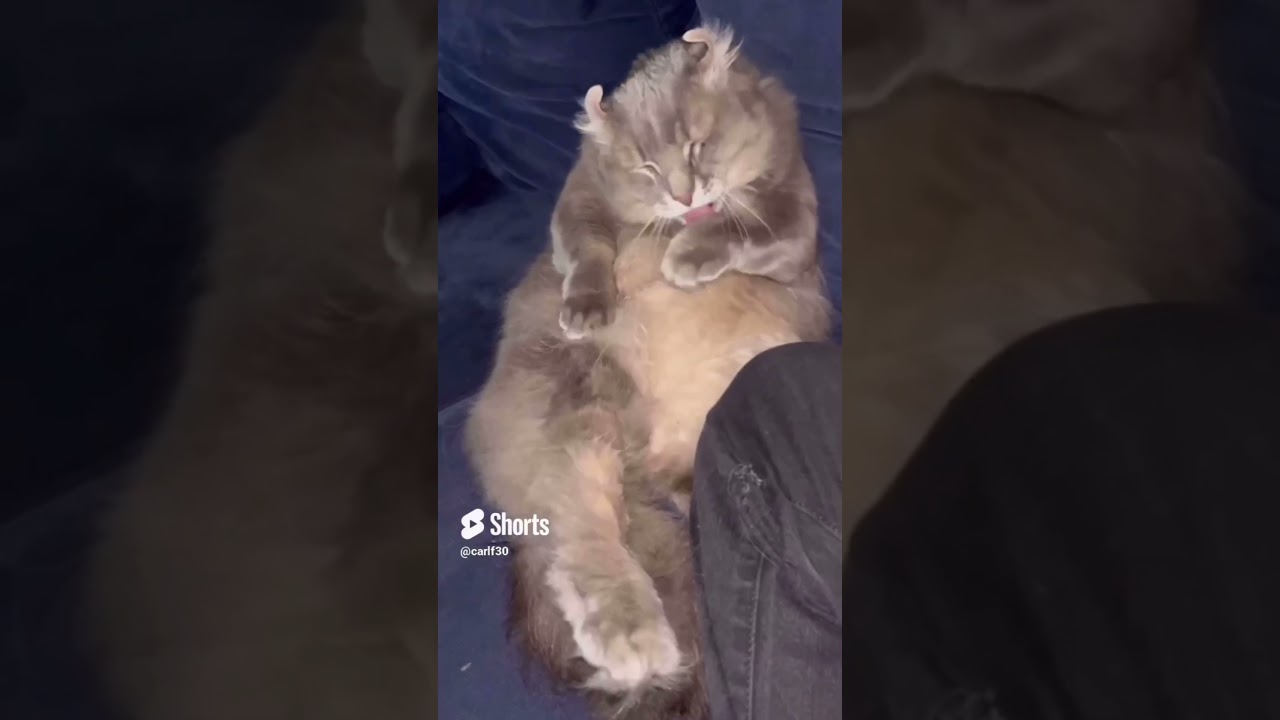 猫動画 #shorts 完全無欠の猫 #アメリカンカール