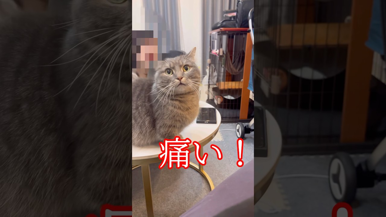 愛猫に噛まれました...#shorts #猫 #マンチカン