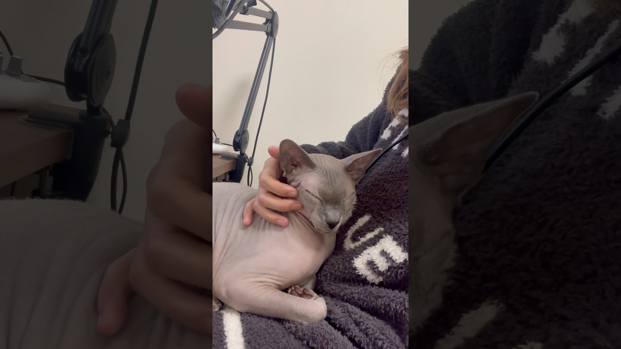 仕事中のママに甘える毛のない猫【スフィンクス】