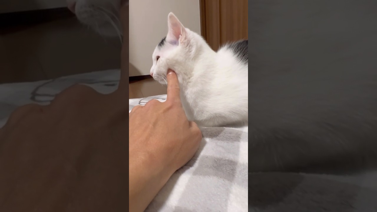 【時止まってない？ 】あれっ何かがおかしい、ミルねーさん固まる#保護猫 #ねこのいる暮らし #shorts#ミルねーさん