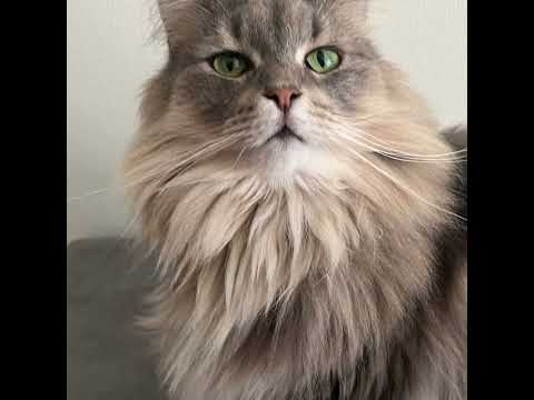 金沢弁をしゃべる猫の調査の結果をお知らせします #金沢弁 #猫 #猫のいる暮らし #ノルウェージャンフォレストキャット