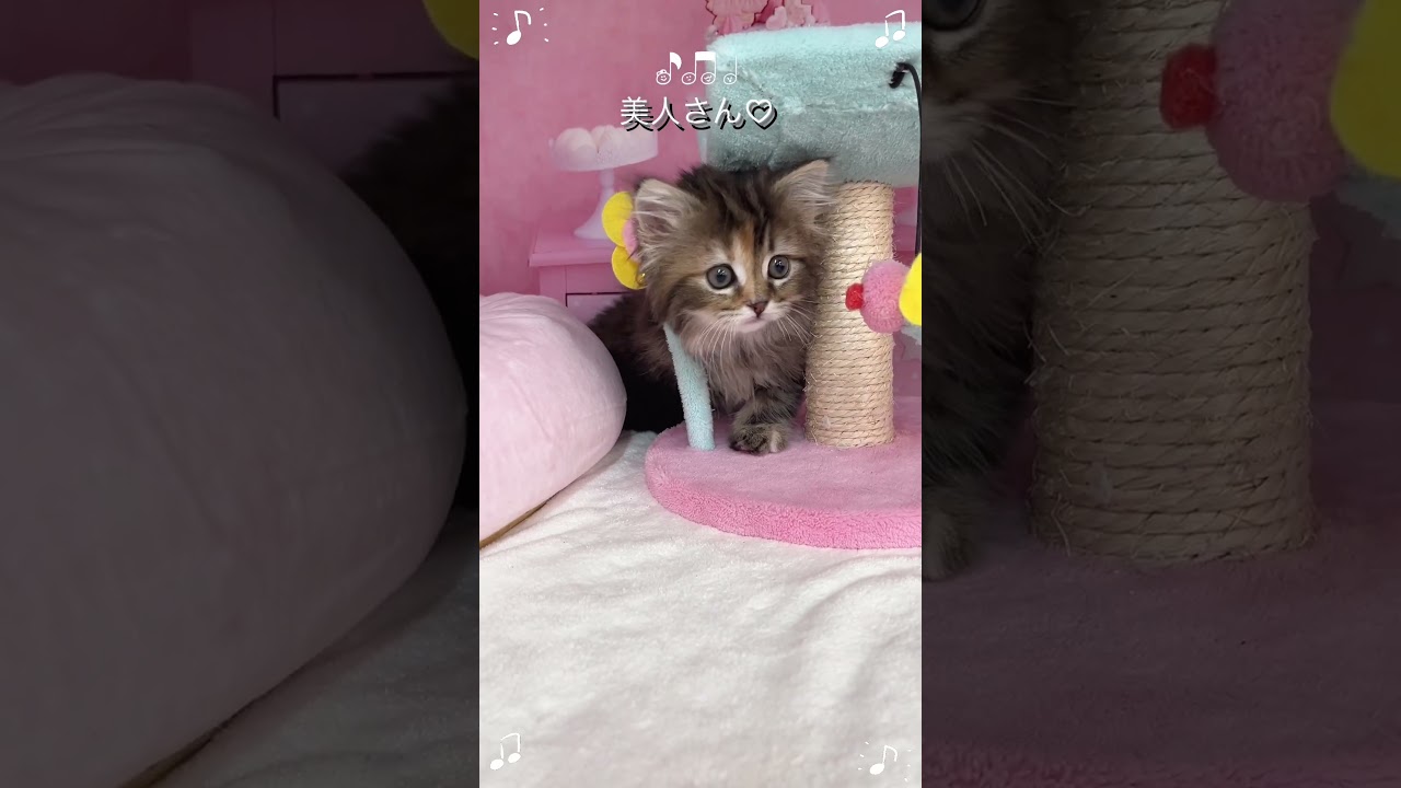【ご家族様募集中】長足マンチカン女の子♡ #cat #かわいい子猫 #kitten #子猫 #cute #子猫ブリーダー #長足マンチカン #マンチカン