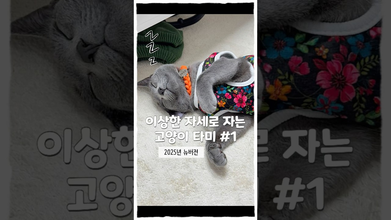 이상한 자세로 자는 고양이 타미#1 (2025 뉴버전 시리즈) #고양이 #러시안블루