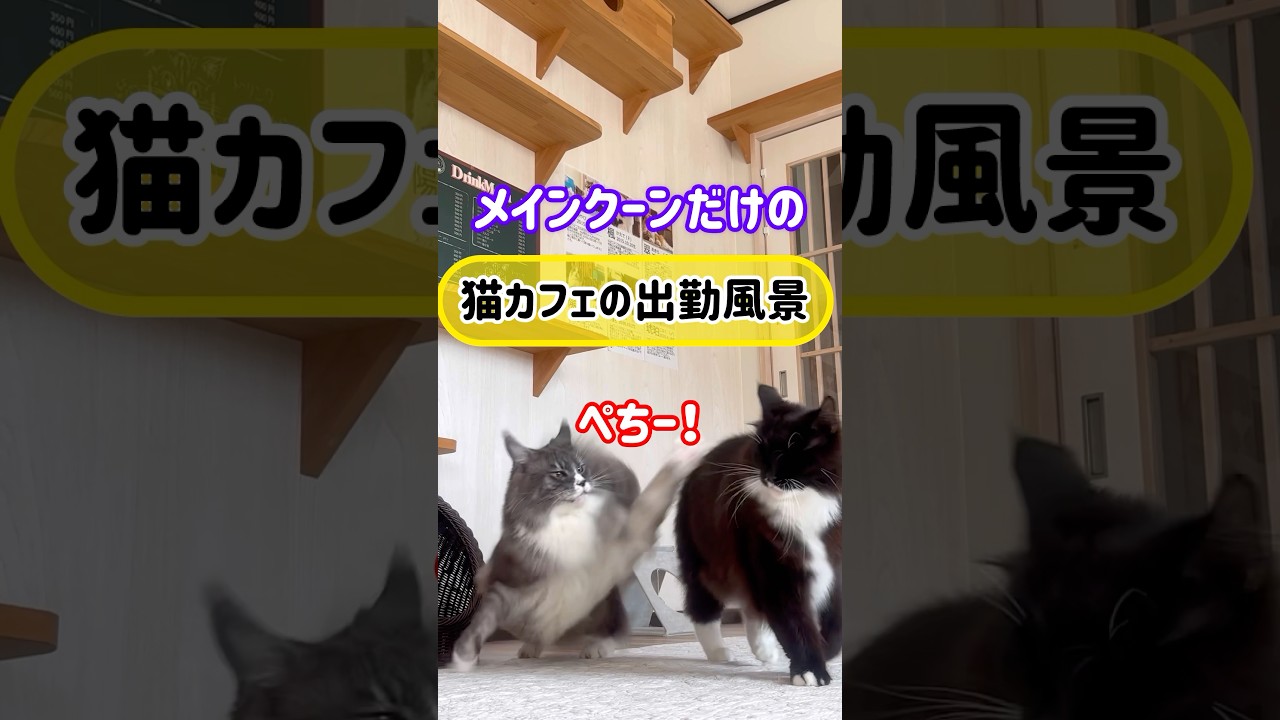 メインクーンだけの【猫カフェの出勤風景】#cat #cooncat #mainecoon