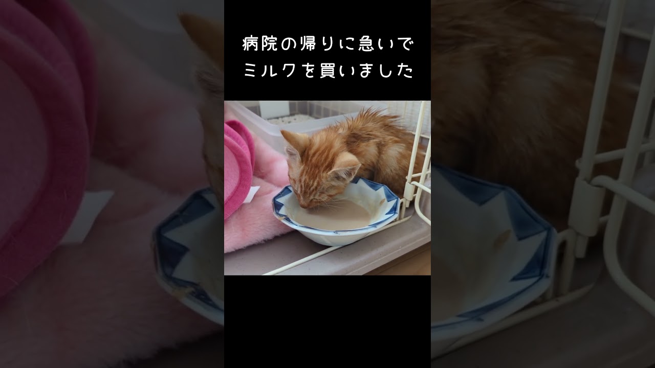 病院に行ってきました　#cat #shorts #インスタ #保護猫 #子猫