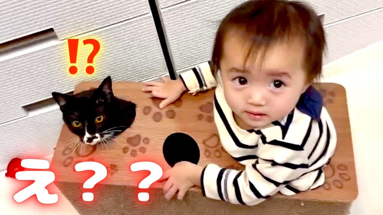 1歳児に溺愛されて困惑する猫　保護猫　スコティッシュフォールド