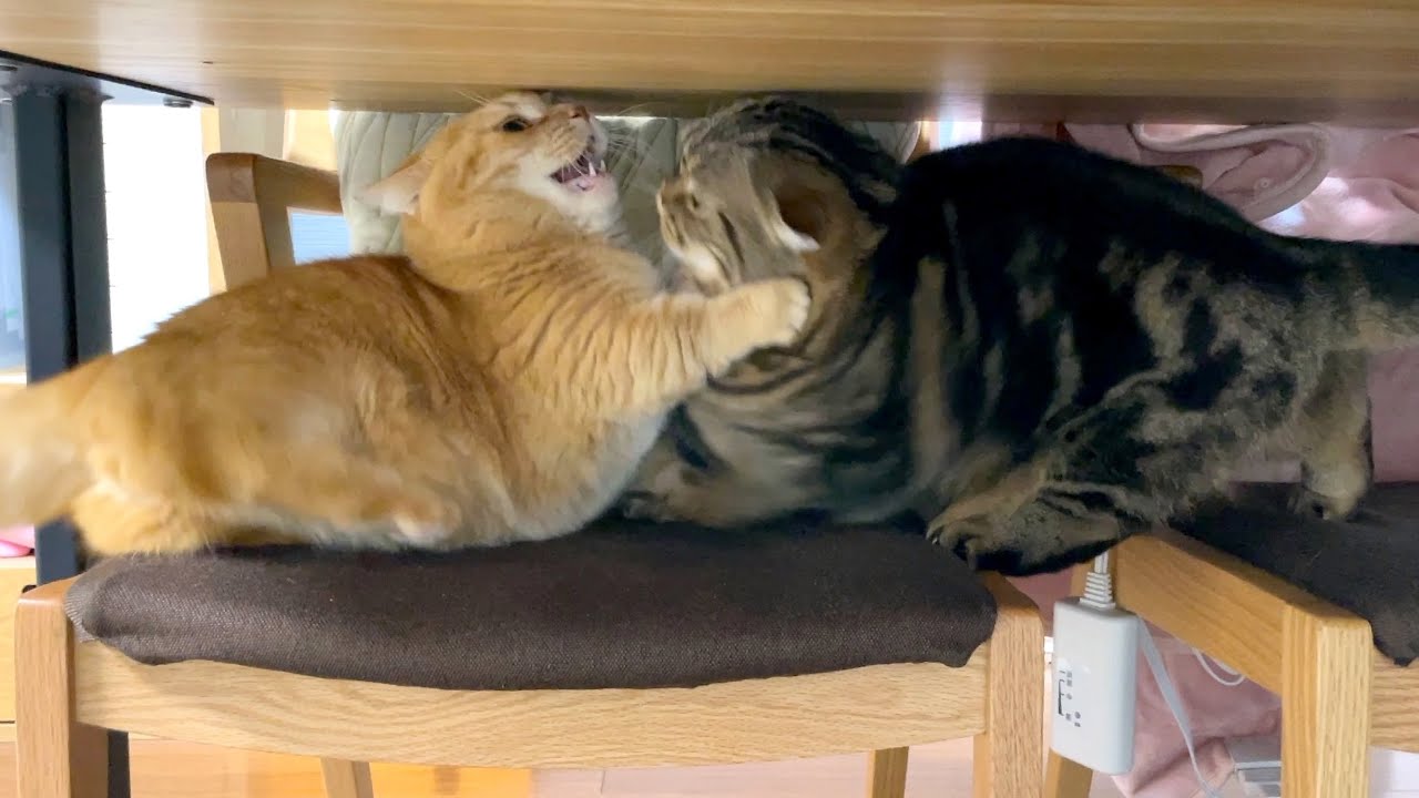 デコボコ兄弟猫に添い寝は難しい？