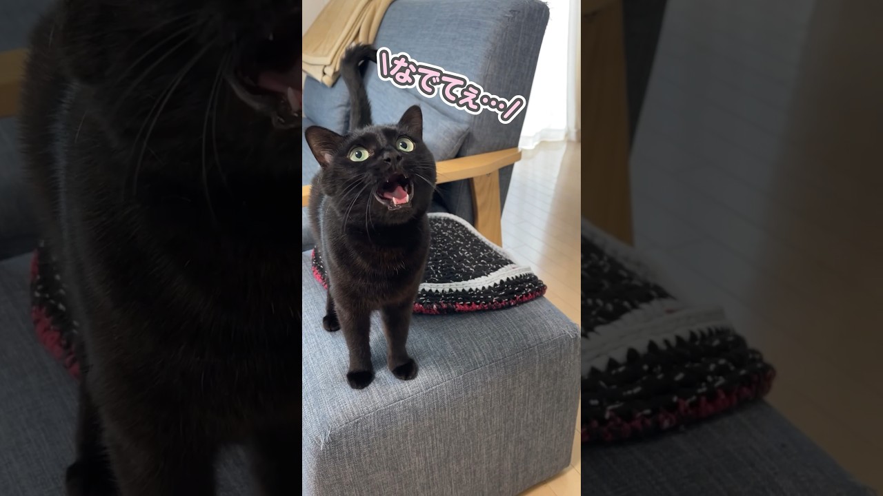 あくびをしながら「うん？」とお返事する猫