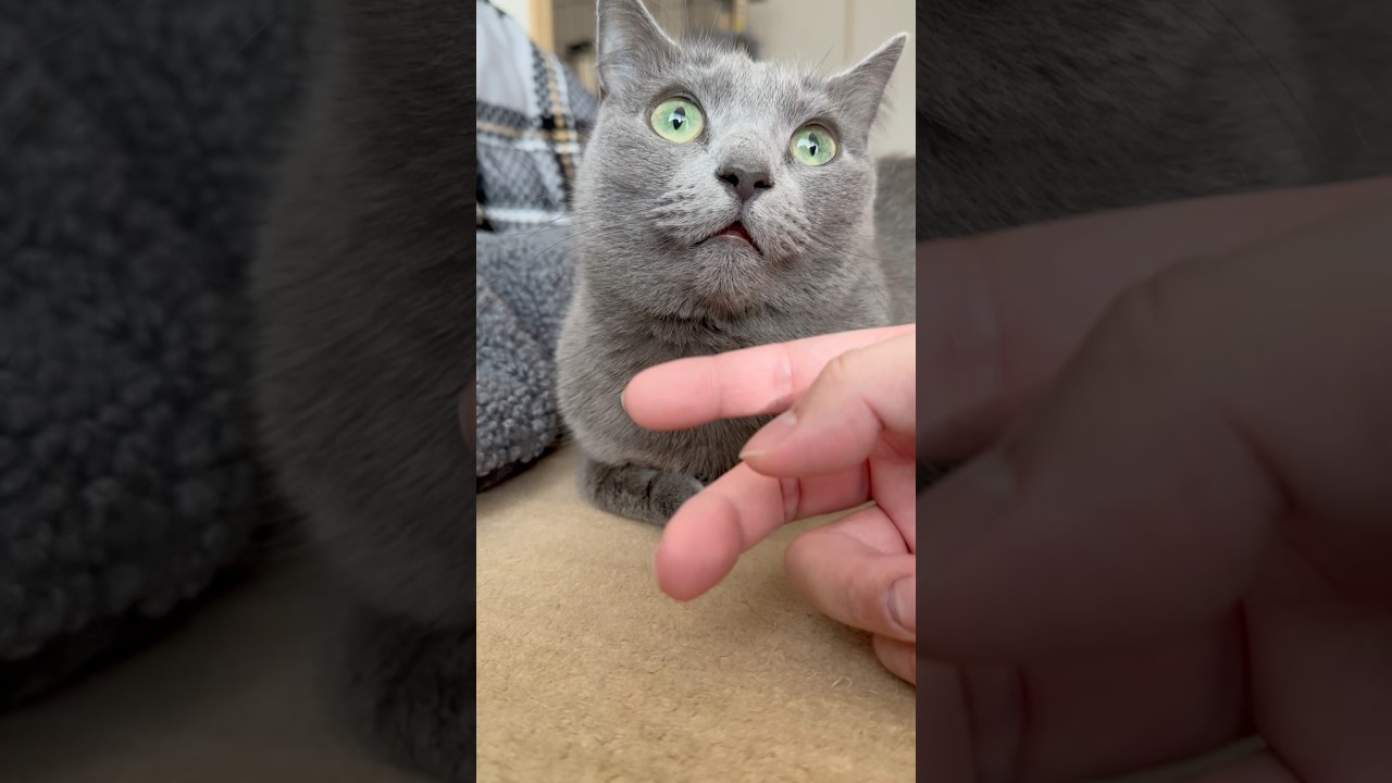 【猫ロシアンブルー】変態パパ シリーズ「可愛すぎてツラい」〜笑い声キモい編〜#shorts