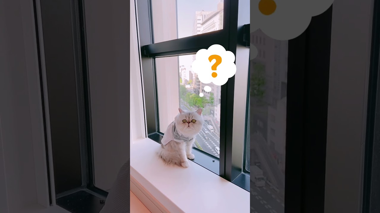 宿泊先の窓でのんびりくつろぐペルシャ猫に自動カーテンが降りてきた様子🐾　#shorts #cat