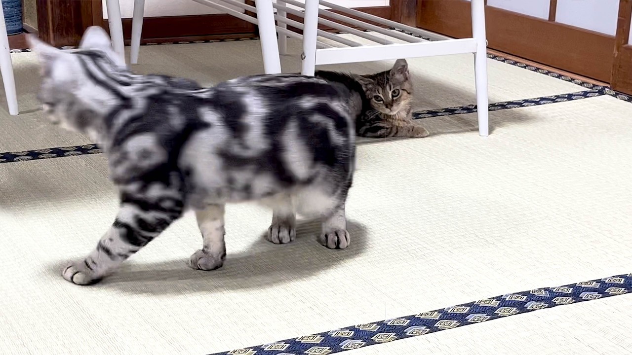 子猫たちの兄弟げんかを、妻が魔法の言葉で収めました。