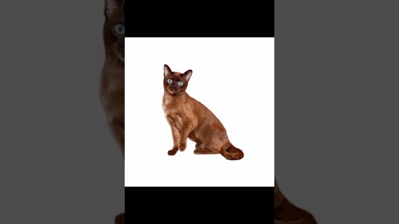 Tonkinese cats