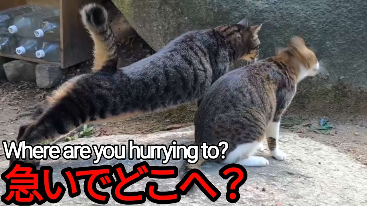 山登るイノシシと猫達【野良猫 地域猫】Wild boars and cats climbing the mountain [Stray cat]