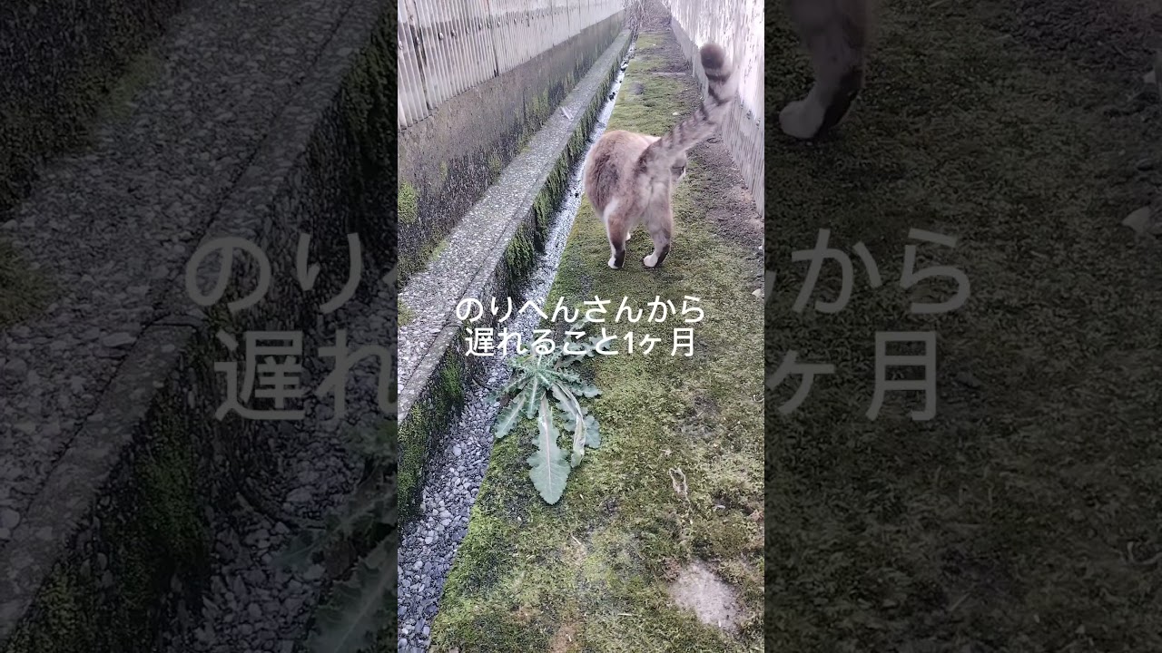 【野良猫から家猫へ】ぽい　シャム猫ミックス　 #cat #シャムmix #cute
