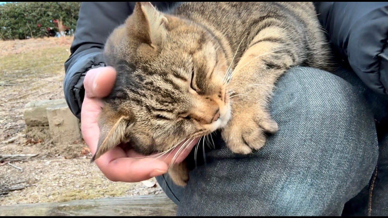 思いっきり甘えたい気分の女子キジ猫ちゃんの期待に応えて膝の上