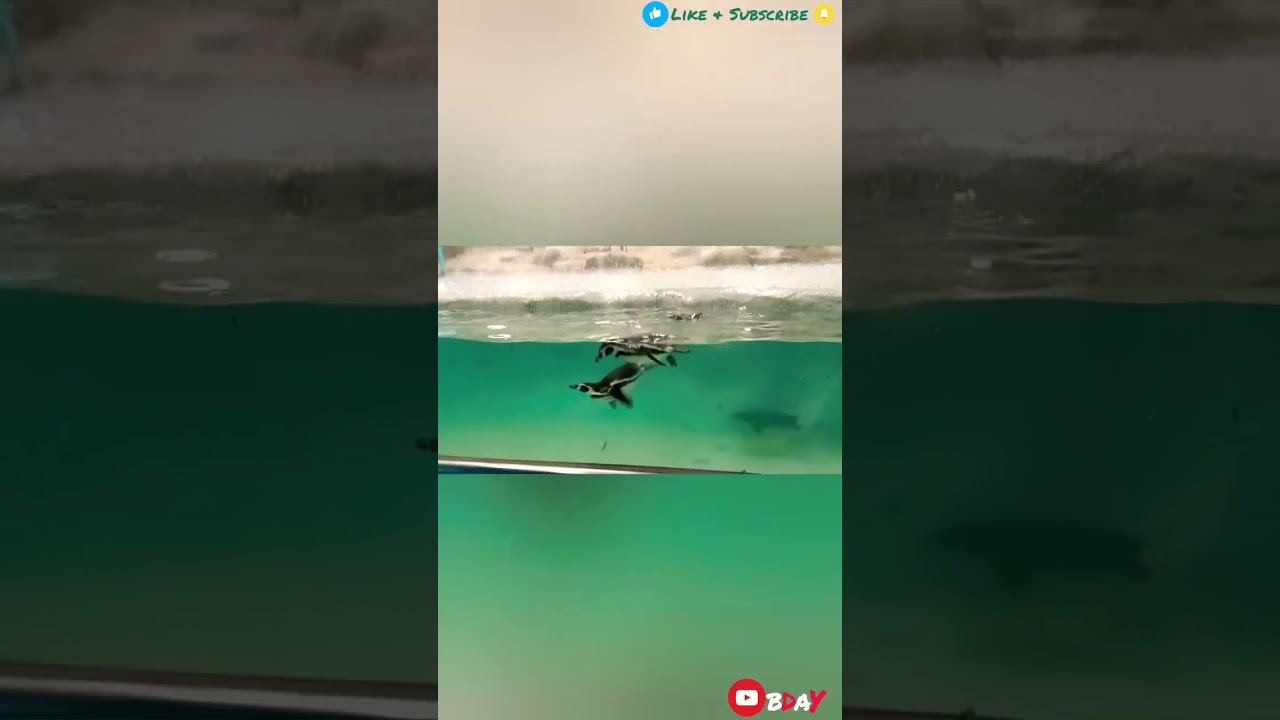 🐧Penguin's🐧Birds in Mumbai❤️ #shorts #youtubeshorts #penguins #birds #love #music #mumbai #india .