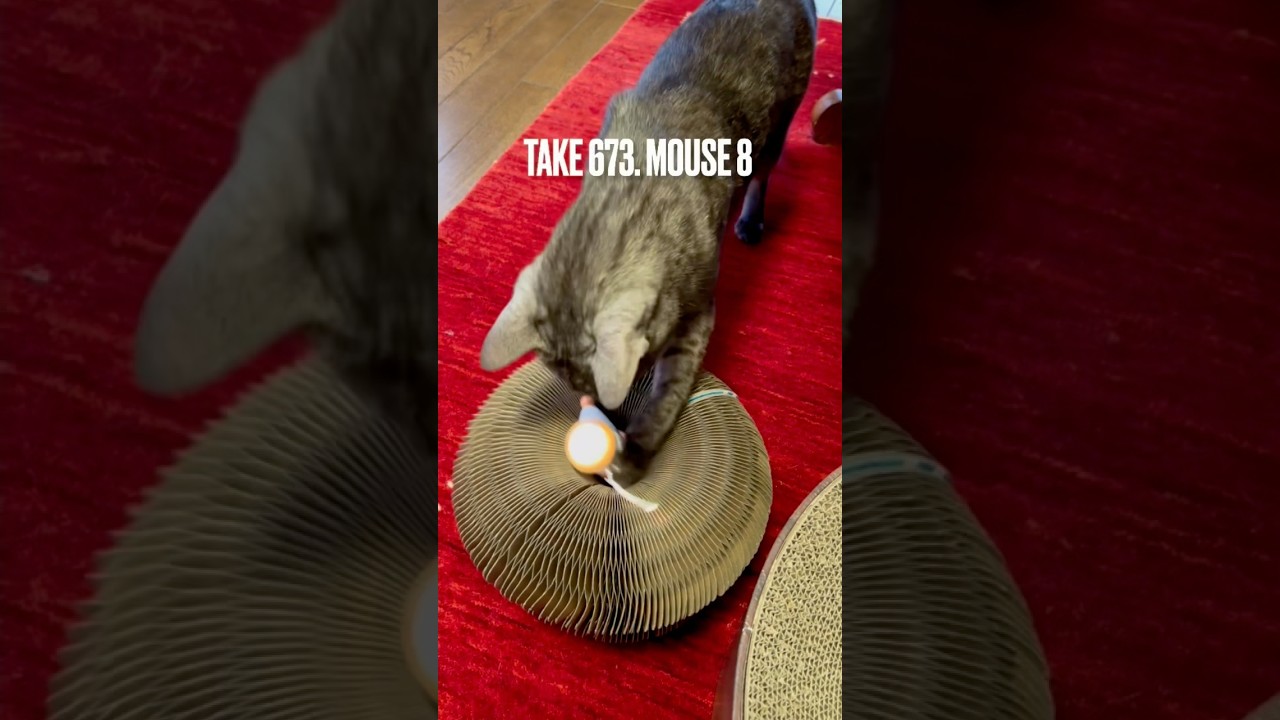 #ウィキッドマウス ちゃん、あたちのおもちゃの上には乗らないでにゃ❗️ちょっと落ち着いて遊ぼうにゃ‼️#猫玩具 #egyptianmaucat #エジプシャンマウの仲間たち #shorts