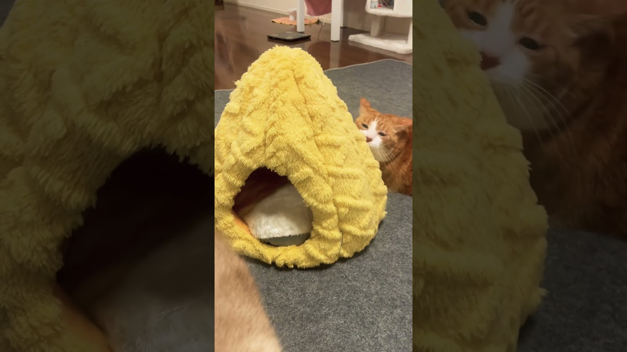 仕事と私どっちが大事と問い詰める猫 #shorts #cats #ねこ好きさんと繋がりたい #猫のいる生活