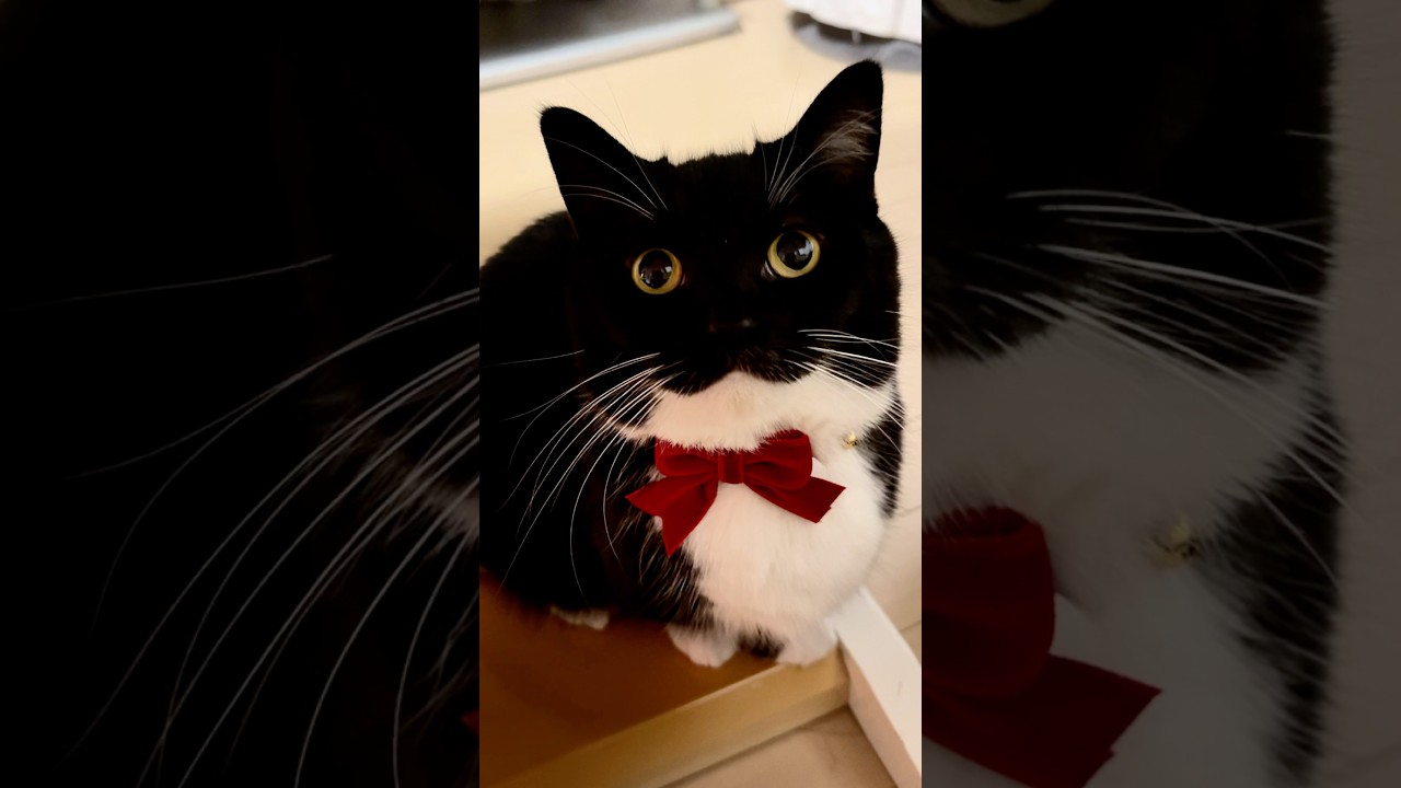 Hi, I'm Uni!! #shorts  #cat #uni #maxwell #猫 #うに