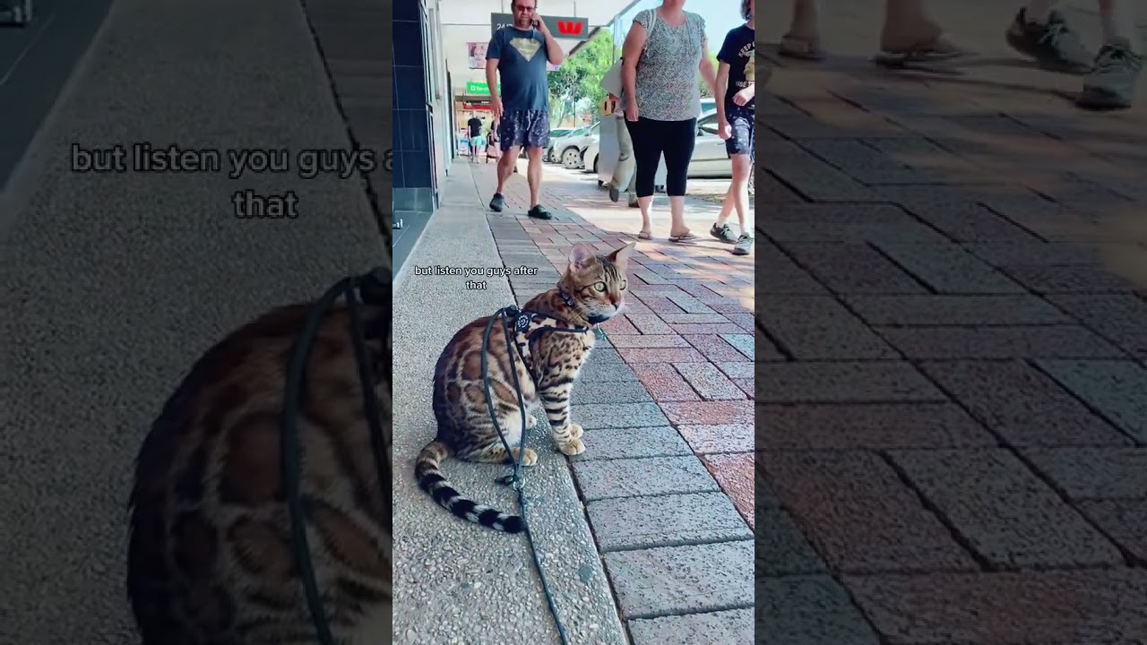 Skeeter the bengal visits the main street - ask consent to touch please!