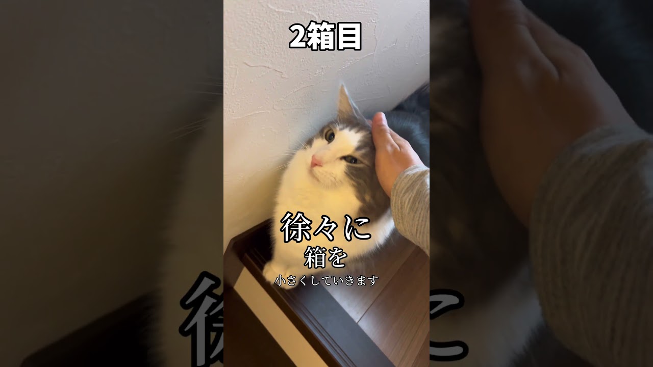 徐々にダンボールのサイズを変えた時の猫の反応が可愛すぎた#ノルウェージャンフォレストキャット