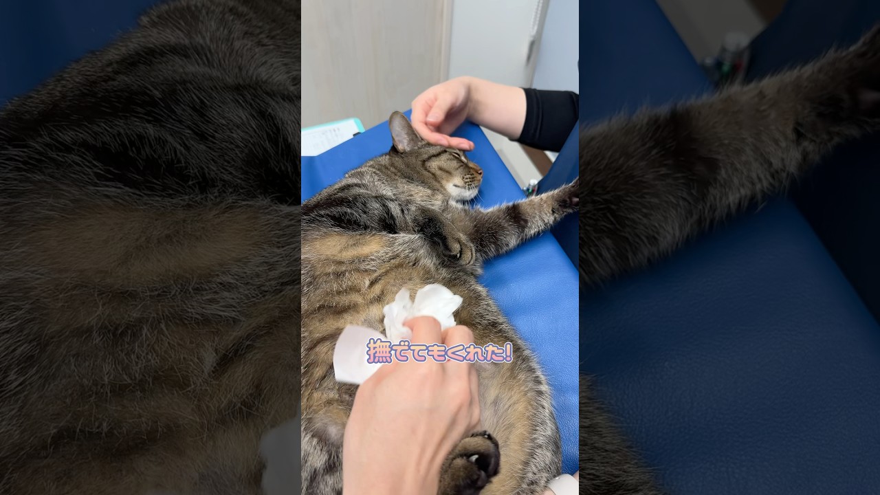 エコー検査後お腹を拭いてくれるのをいい子に待つオシキャット