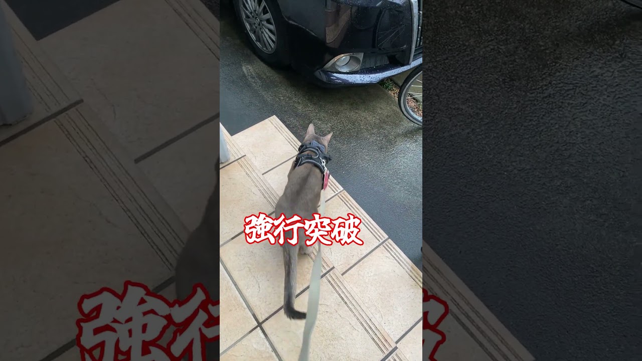 雨で散歩を諦める猫 #shorts #アビシニアン #猫散歩