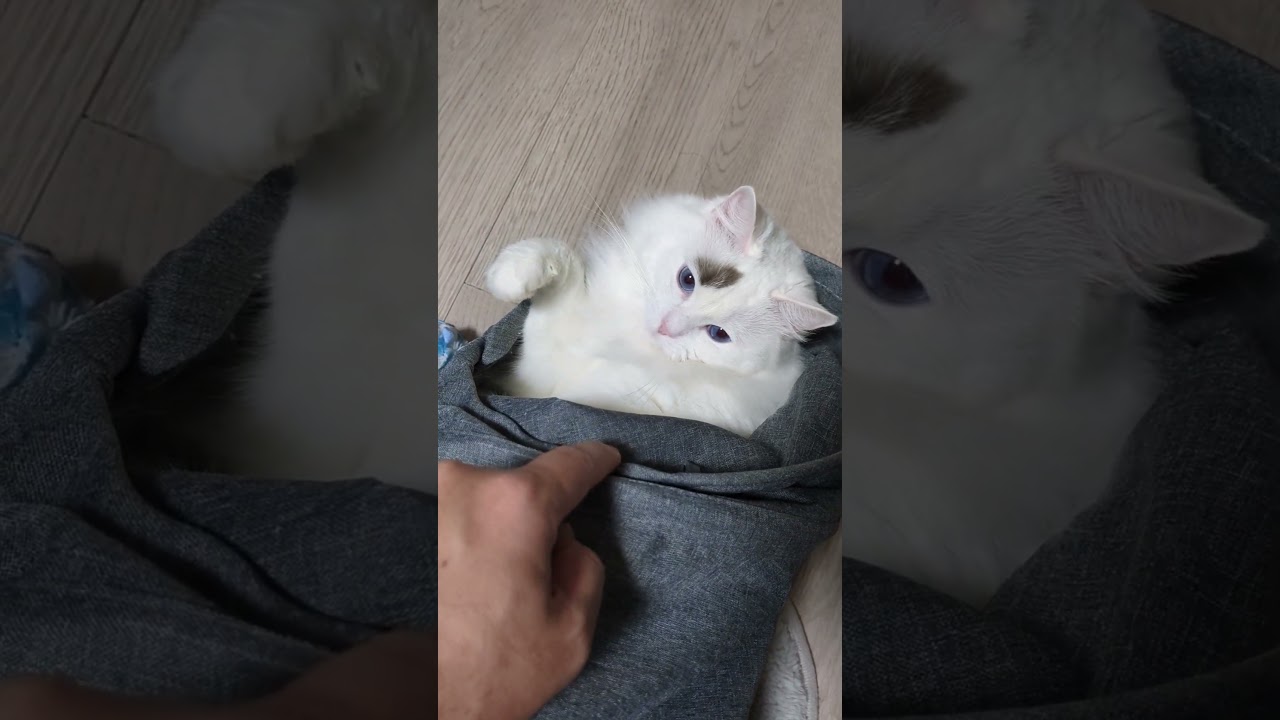 わがまま猫　#cat #ラグドール #トンネル #猫のいる生活