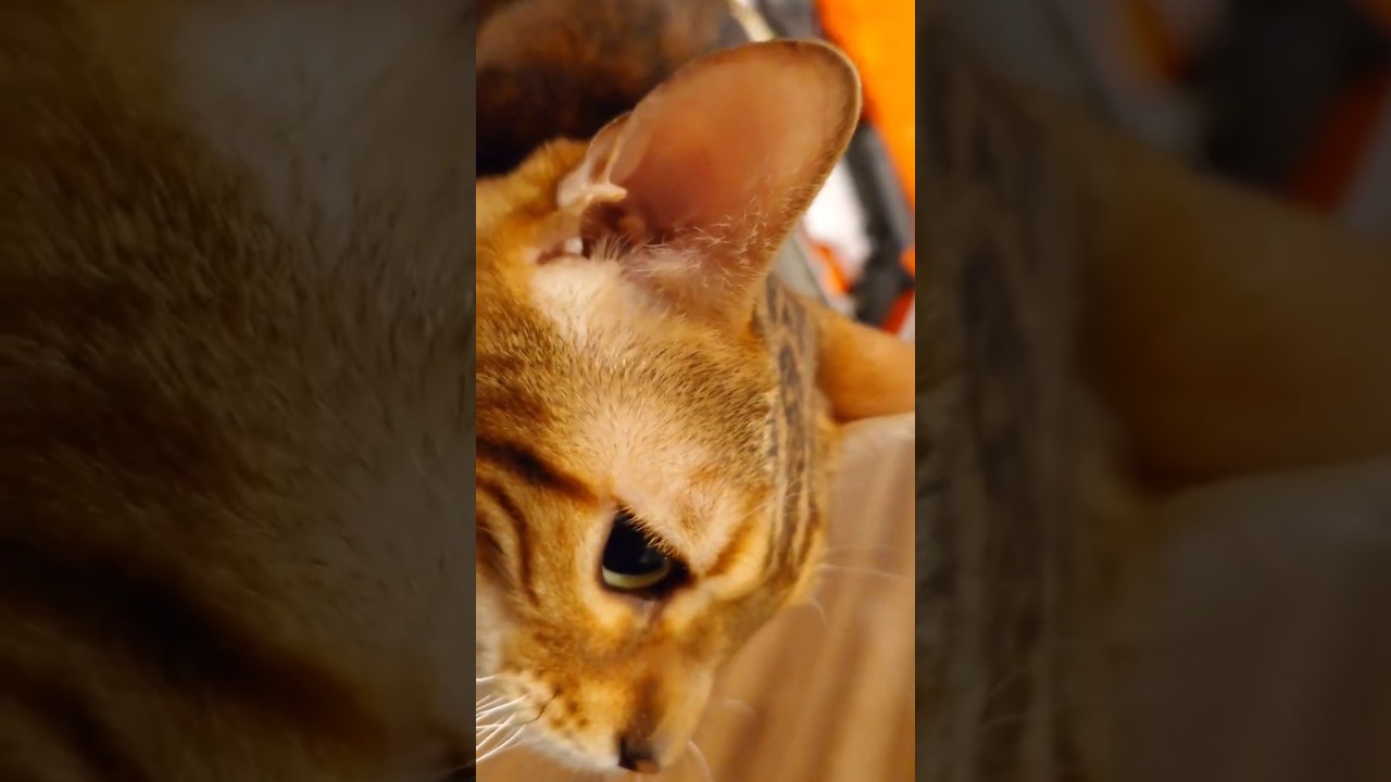 【背中が痒い〜〜】と見せかける、あざとい猫のうりくん。癒し猫 #ベンガル #cat #猫のいる暮らし #shorts #youtube