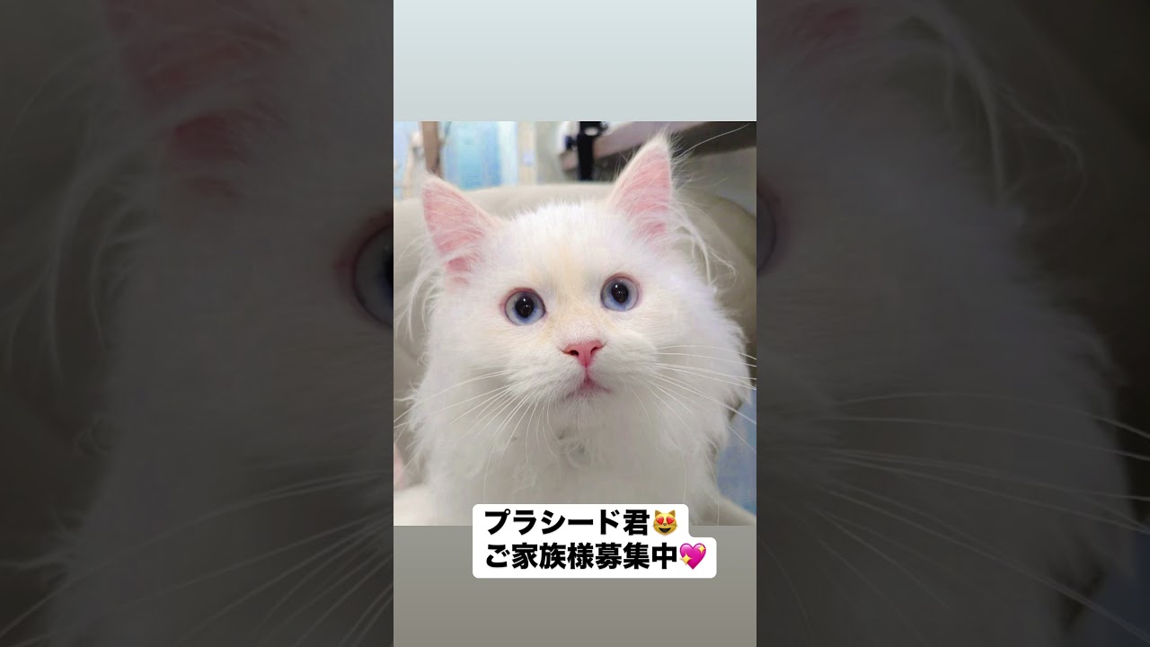 抱っこができる#サイベリアン の#子猫 のプラシード君🤴かなり珍しいカラー🩷カメオ・クリーム(レッド・シルバー)のお色で肉球&お耳はピンク色🩷ご家族様募集中です　#ペットショップ