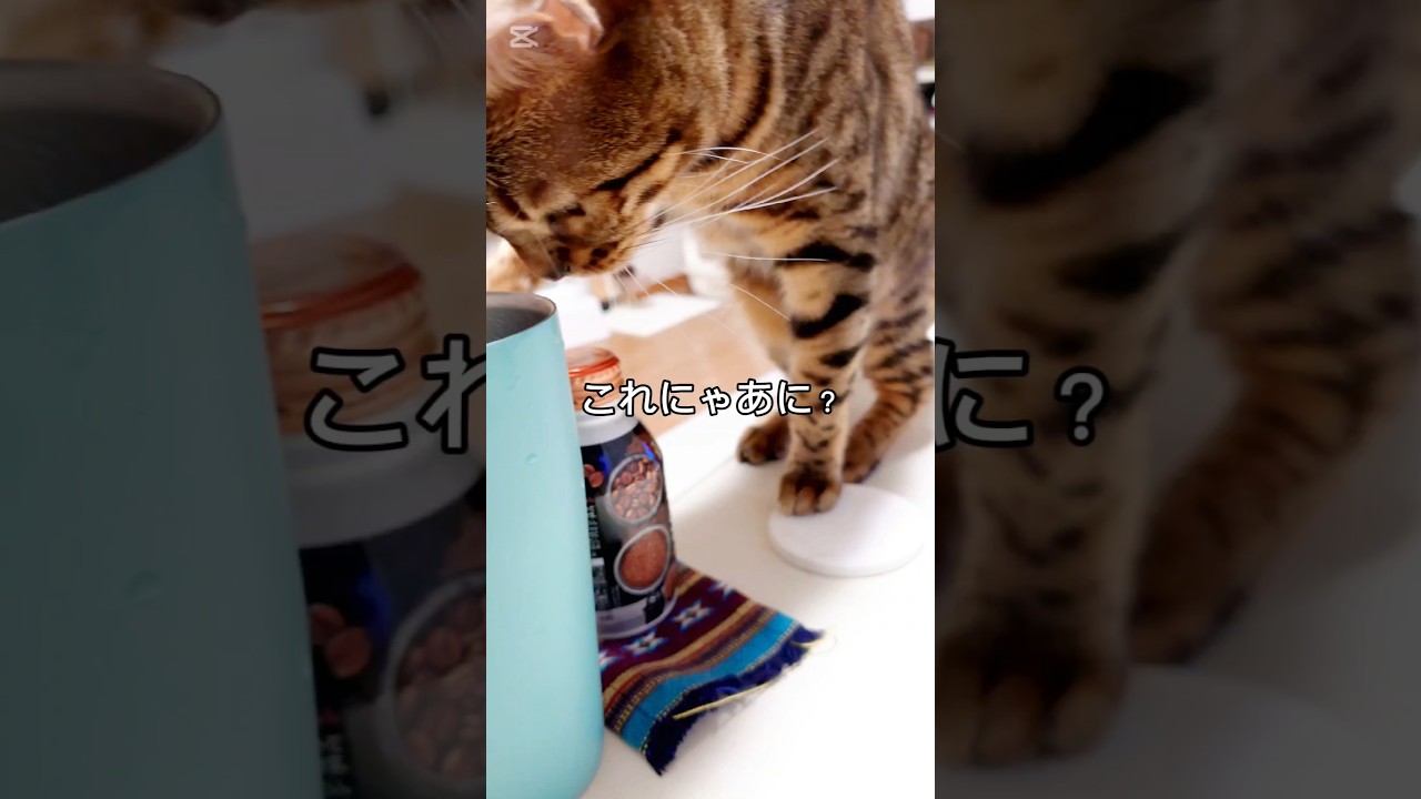 これにゃあに？ #猫 #猫動画 #猫のいる暮らし #ベンガル #cat #fyp #shorts #short