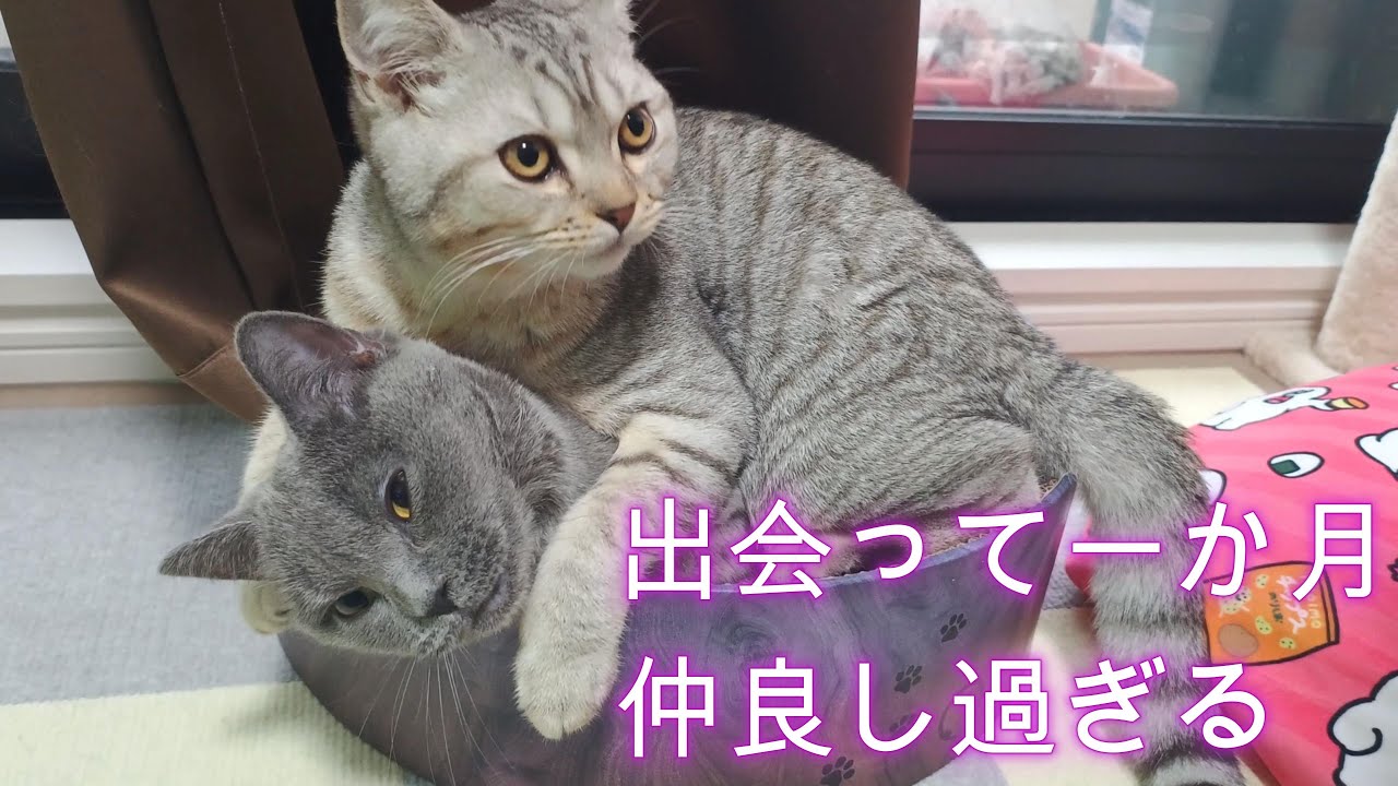 仲良しすぎてハート型を作る二匹