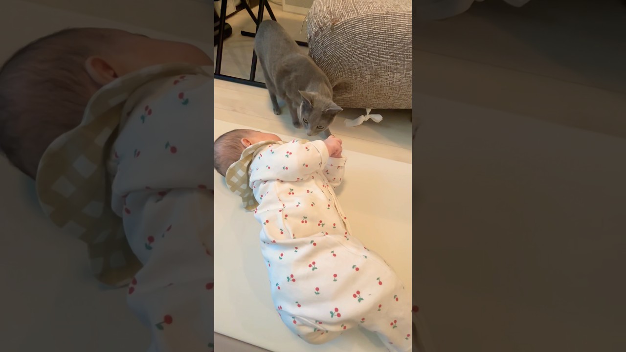 赤子のにおいをチェックするロシアンブルー #ロシアンブルー #ねこのいる暮らし