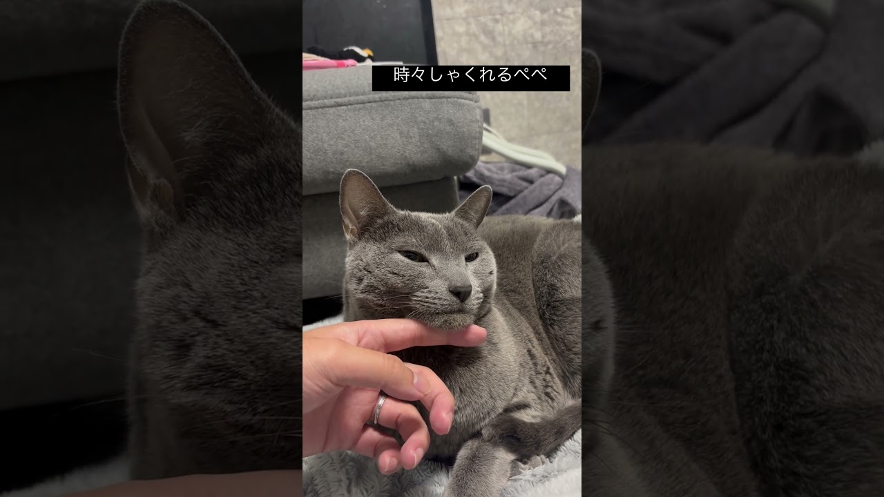 しゃくれるぺぺ　#ロシアンブルー #しゃくれ猫　#猫のいる暮らし