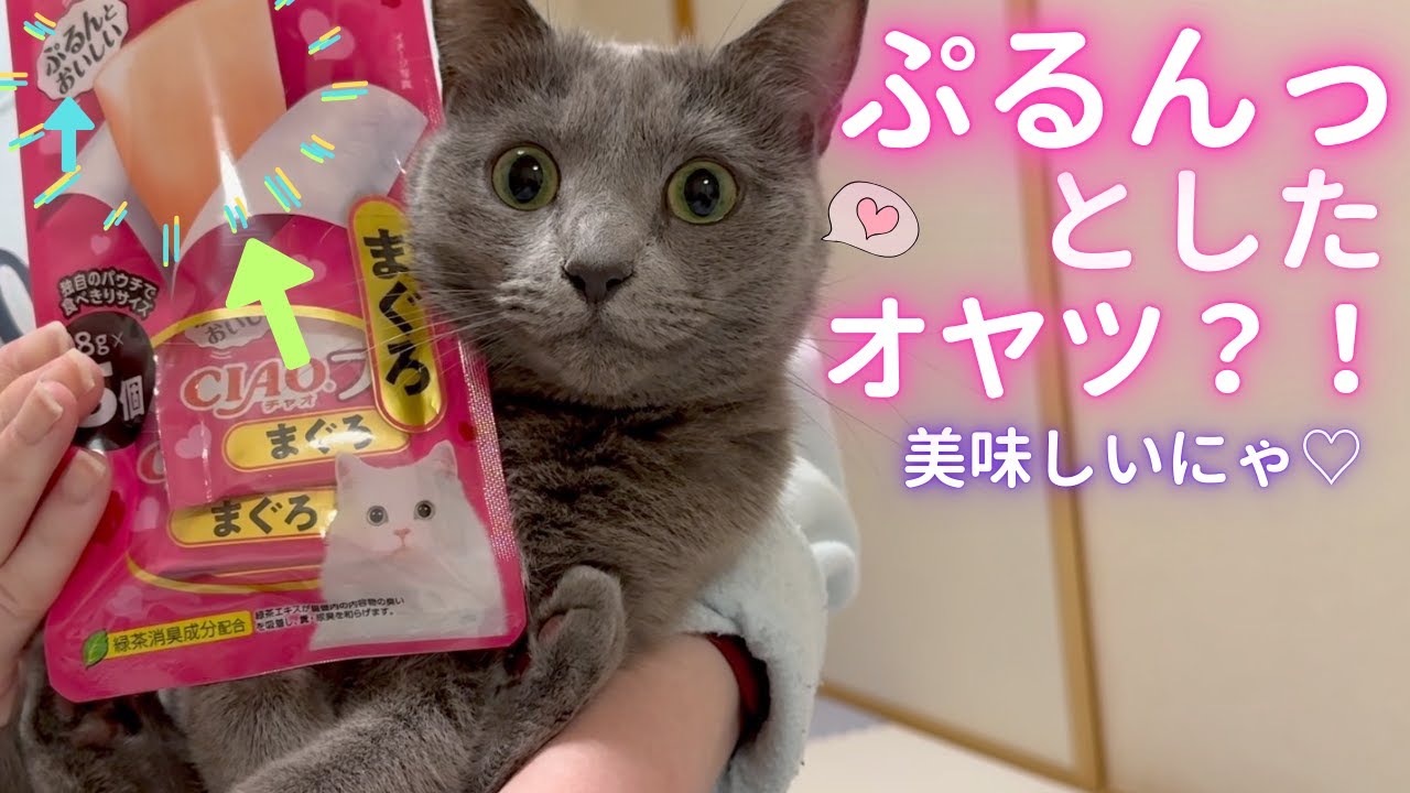 【猫ロシアンブルー】そらちゃん初挑戦‼️ぷるんっとしたオヤツ❤️
