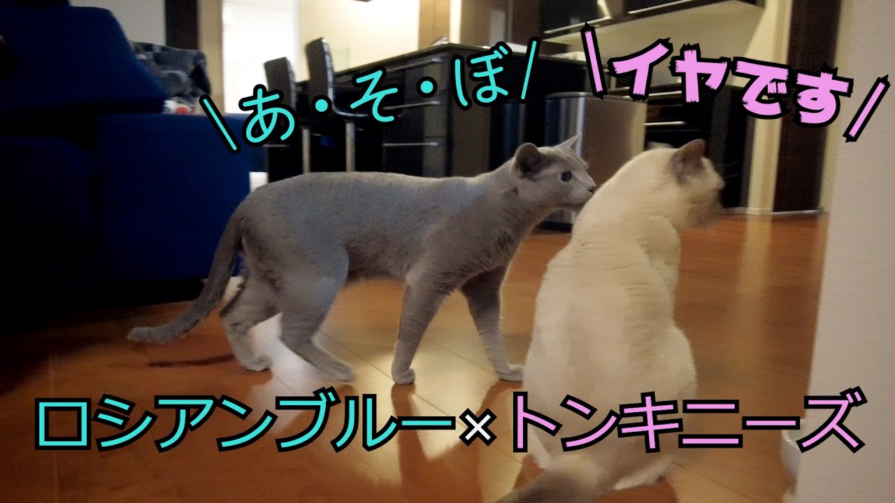 【気分が乗らない】【ロシアンブルー×トンキニーズ】遊びたい気分の兄猫と気分が乗らない弟猫（＃73）