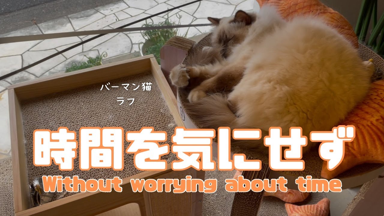 バーマン猫ラフ【時間を気にせず】Without worrying about time（バーマン猫）Birman/Cat
