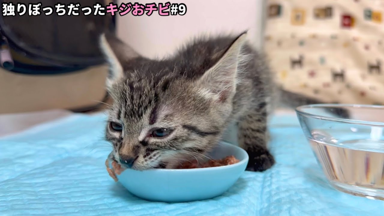 【音フェチ歓喜】パウチを覚えた子猫のチュパチュパがもう止まらない！