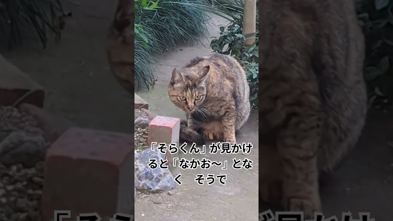 御新規　庭猫さま。命名「なかお」と決定しました。#shortsyoutube #さびねこ