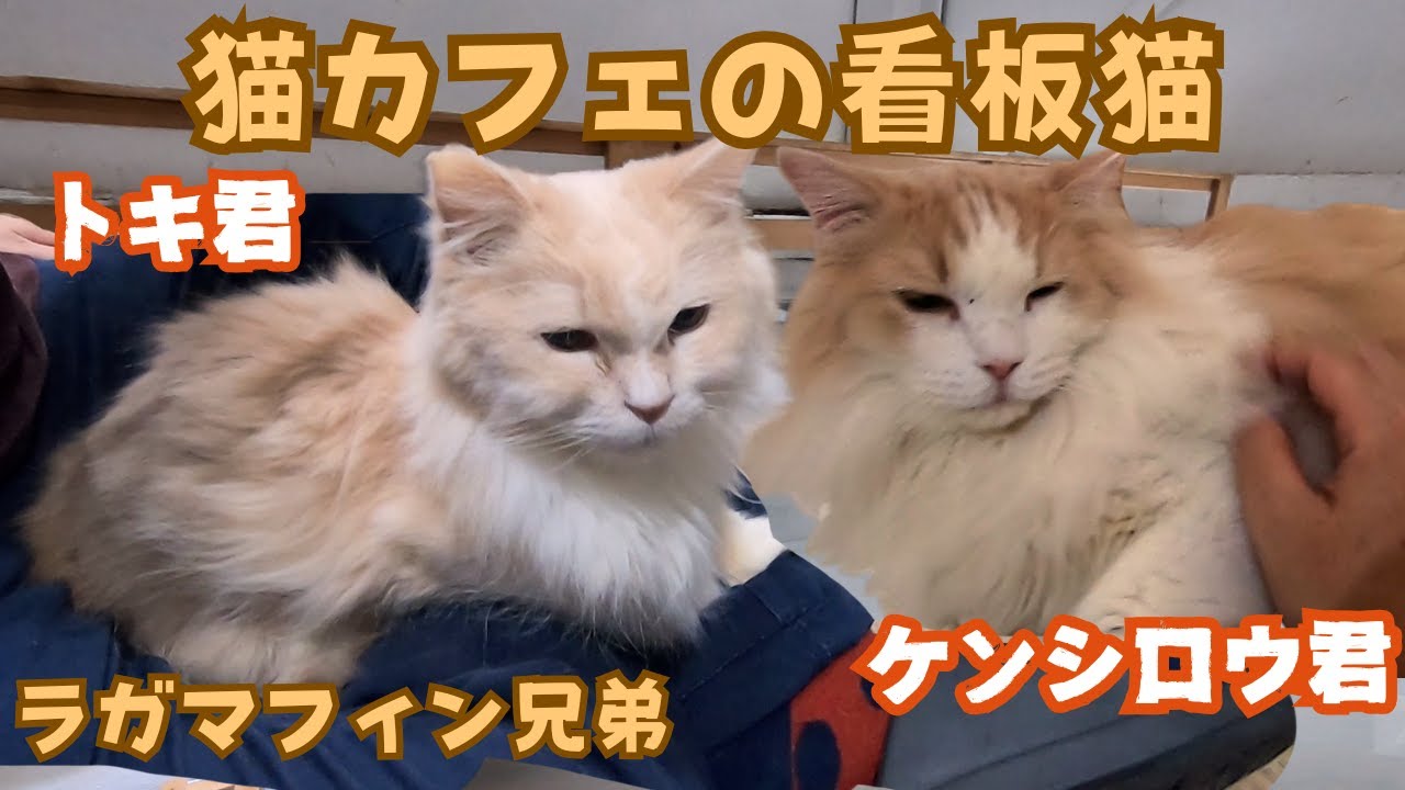 保護猫カフェのラガマフィン兄弟膝乗りや撫で放題の看板猫（猫の木）十三駅The Ragamuffin Brothers are the idol cats at the cat cafe