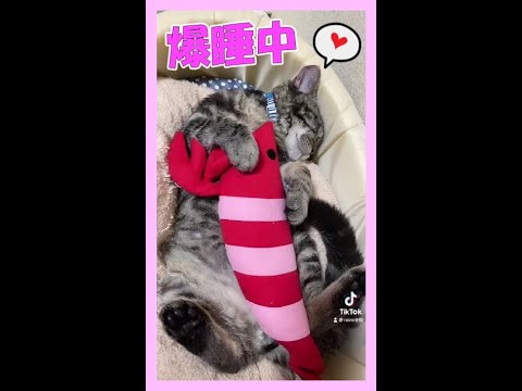 爆睡している子猫が超可愛い #Shorts