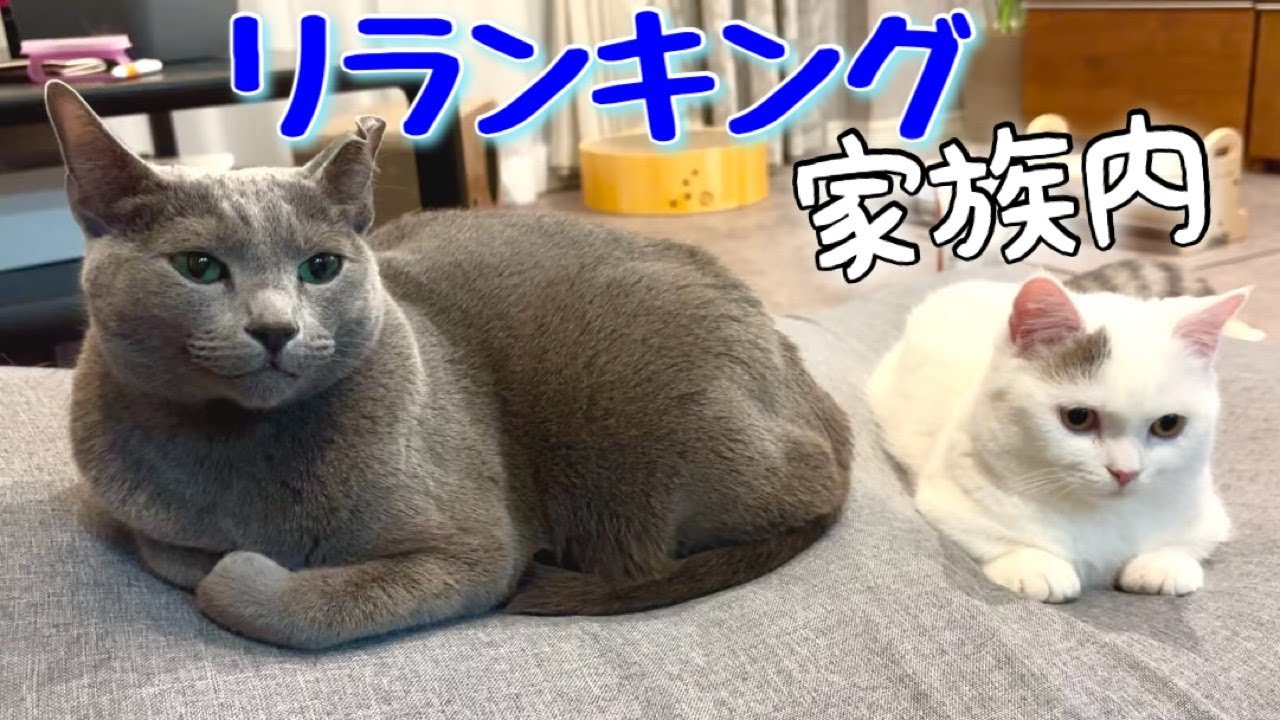 ロシアンブルー|弟猫が来たことで序列は変わったの？[Russian Blue cat Kotetsu]