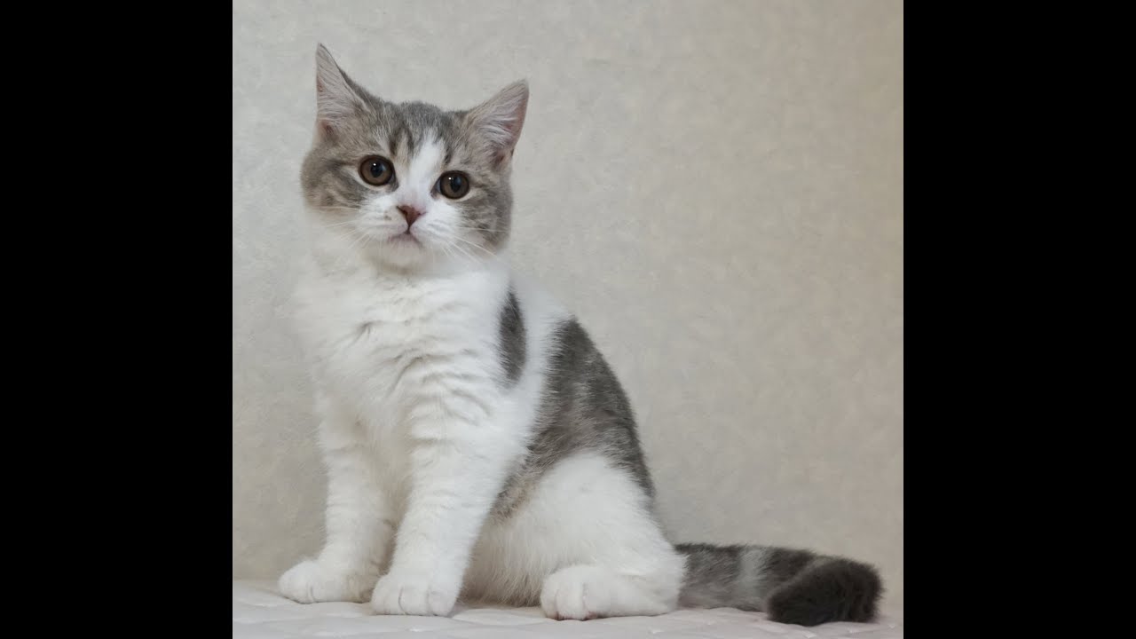 ブリティッシュショートヘアー子猫　British Shorthair　2024.10.1産まれ　ブルータビー&パッチドホワイト　女の子　シーダキャット猫のお店