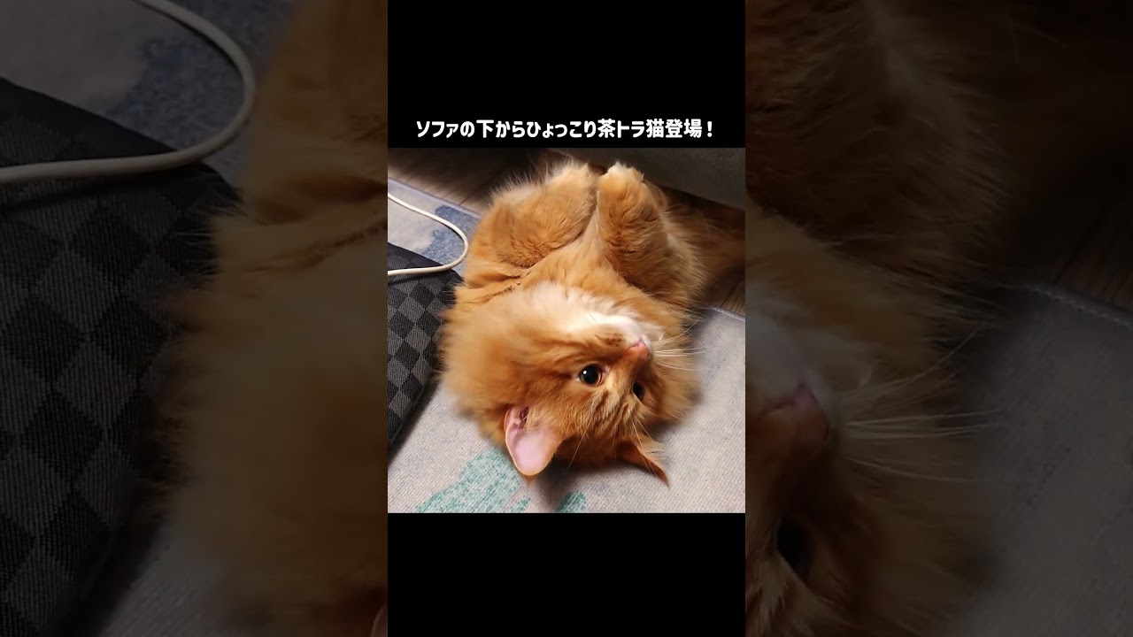 ソファの下からひょっこり茶トラ猫登場！【サイベリアンの風（ふう）】#shorts #猫のいる暮らし  #茶トラ #サイベリアン