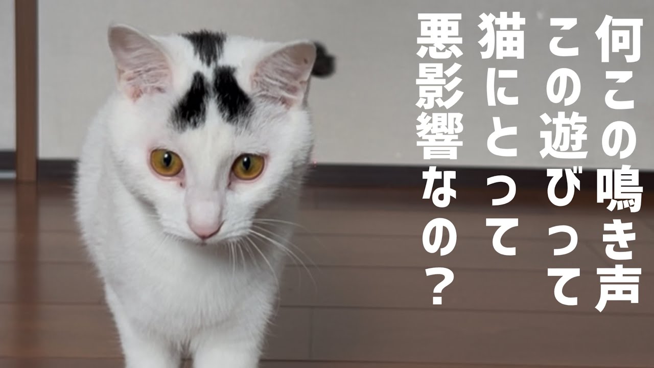 【衝撃】この鳴き声実はヤバいかも！普段やってた遊びが猫のストレスになっているかもしれない！#保護猫 #ねこ #猫のいる暮らし #ミルねーさん