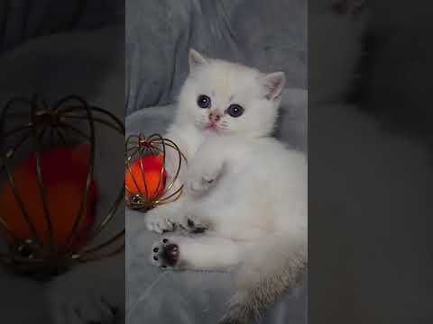 ブリティッシュショートヘア キレイなカラーの元気なお坊っちゃん🥰　ゴールデンポイント（ショートヘアー）