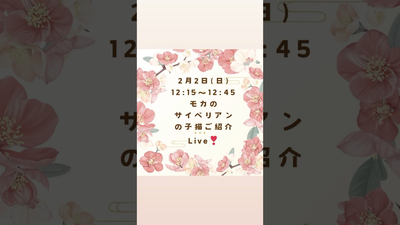 2/2 (日) 12:15〜12:45#サイベリアン の#子猫 ご紹介ライブ😻ご家族様募集中の子猫のご紹介ライブを配信します。抱っこができるサイベリアンの子猫をお探しでしたらロイヤルキャッツを✅