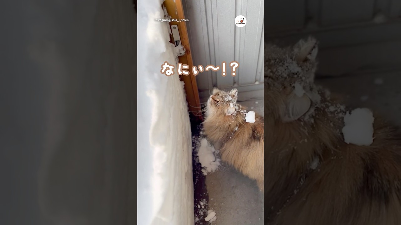雪国の積雪半端ない｜PECO #ノルウェージャンフォレストキャット#チンチラゴールデン #ミックス猫 #norwegianforestcat #chinchillagolden